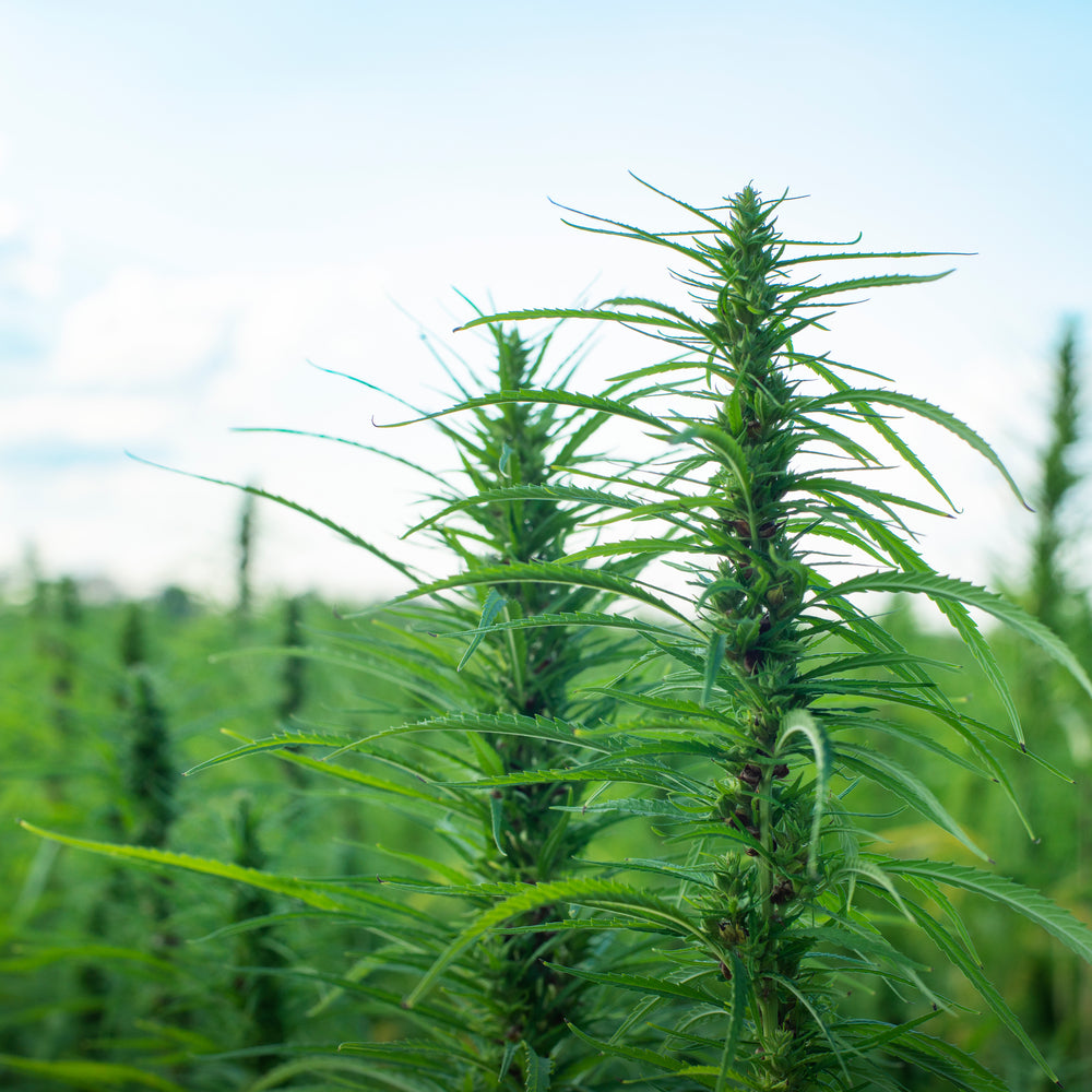 Hemp as a part of the solution for climate change